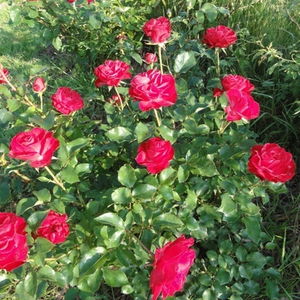 Intenzivan miris ruže - Ruža - Victor Hugo® - 